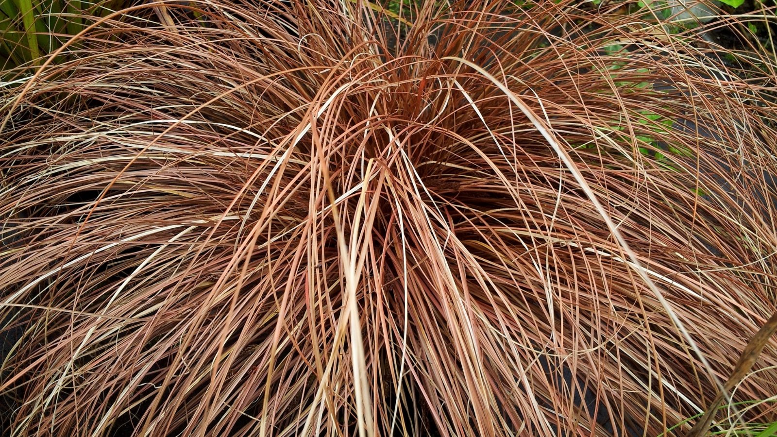 A close-up of a weeping brown sedge plant forming a lush clump of long, thin, arched leaves in a brownish-bronze hue.