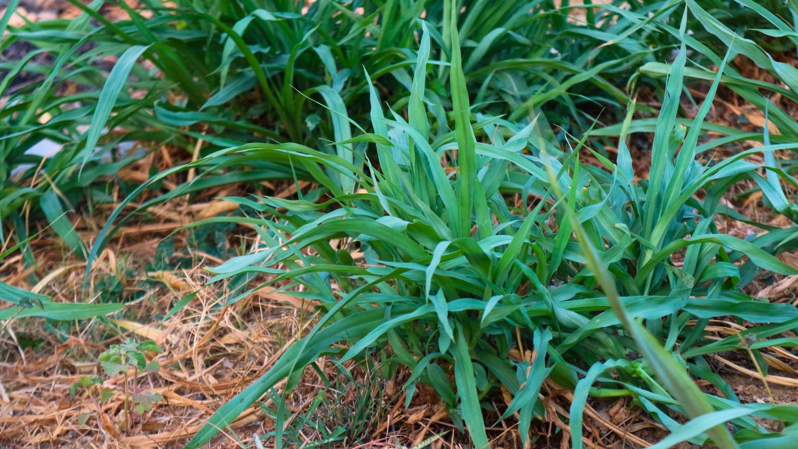 Carex laxiculmis showcases spreading stems, broad, belt-shaped leaves of a dark blue-green hue among mulched soil.
