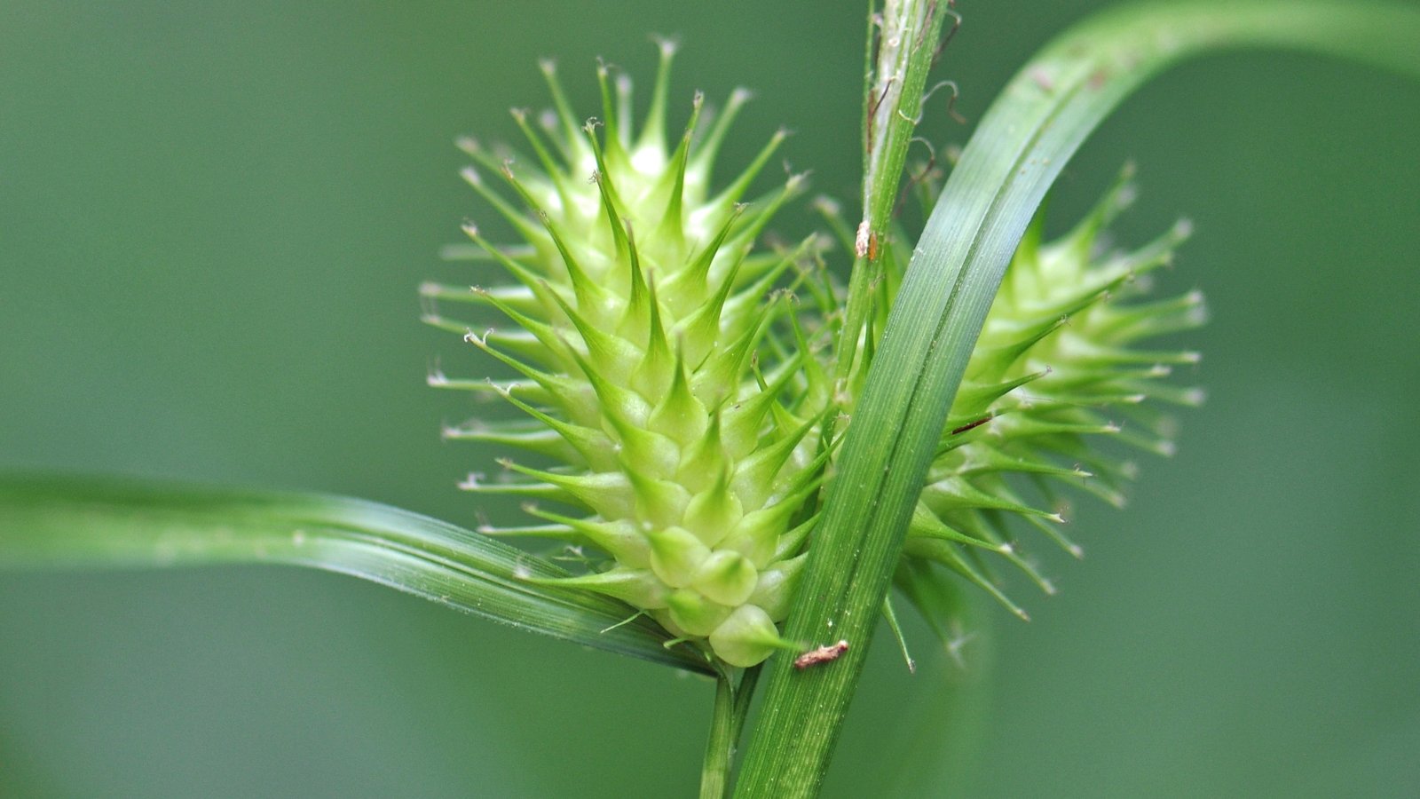 Carex lurida, commonly known as sallow sedge, features slender stems, long narrow leaves, and inconspicuous greenish flowers arranged in spikelets.
