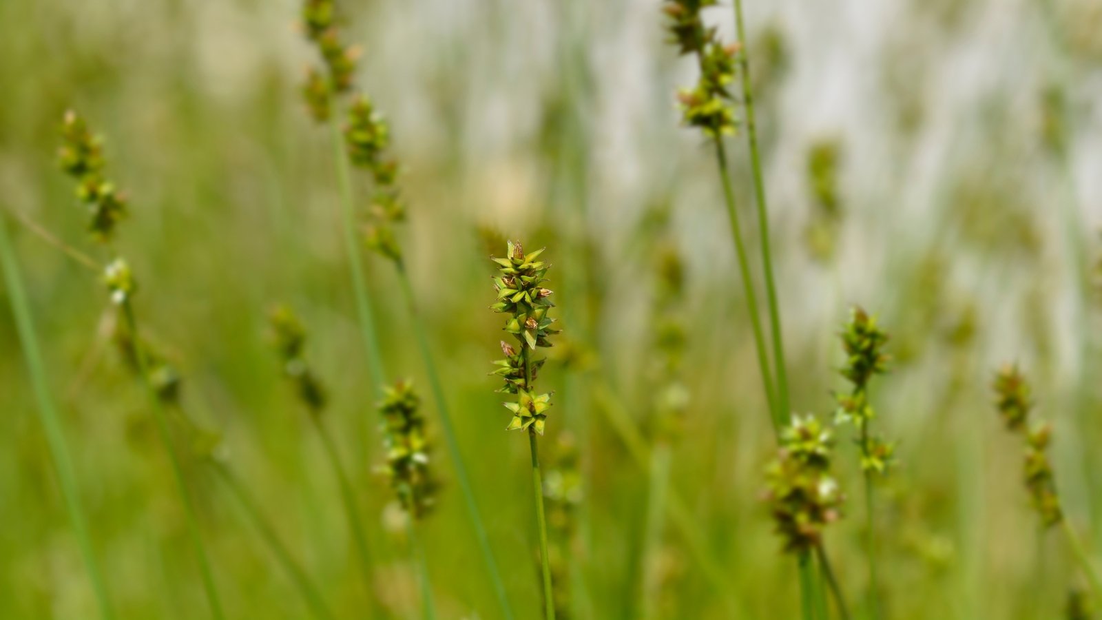 Carex muhlenbergii features clumps of slender stems, narrow leaves, and inconspicuous green-brownish flower spikes.
