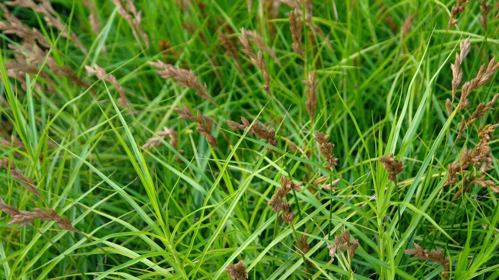 Carex muskingumensis showcases clumps of tall, arching stems, broad leaves, and inconspicuous brown flower spikes.
