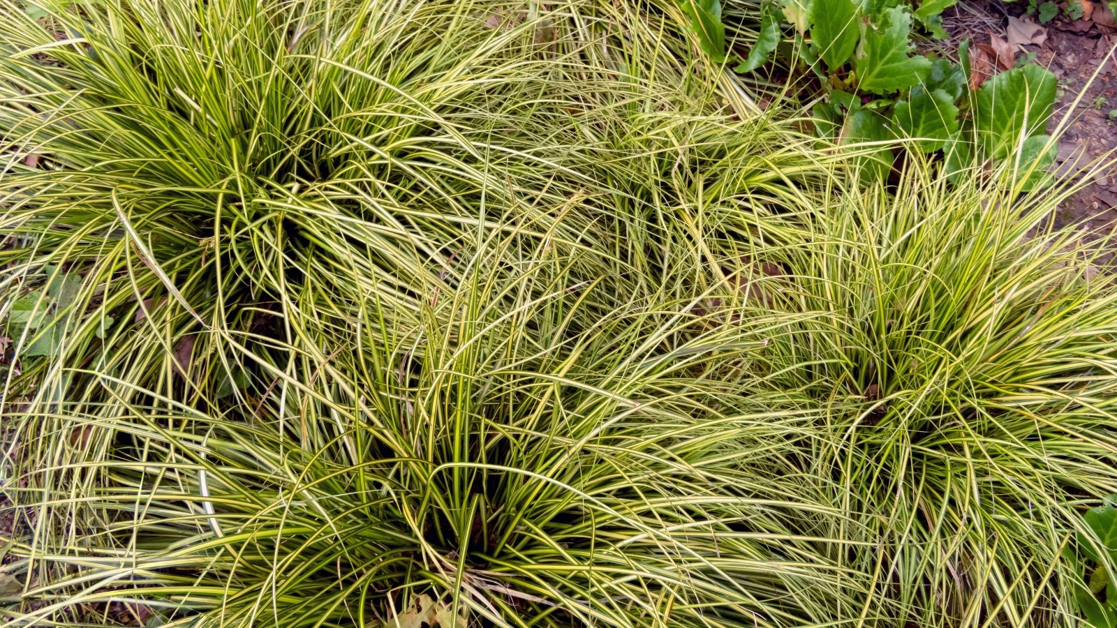 Carex oshimensis, commonly known as Japanese sedge, presents graceful, arching stems adorned with narrow, variegated leaves in hues of green and cream, creating an ornamental ground cover.
