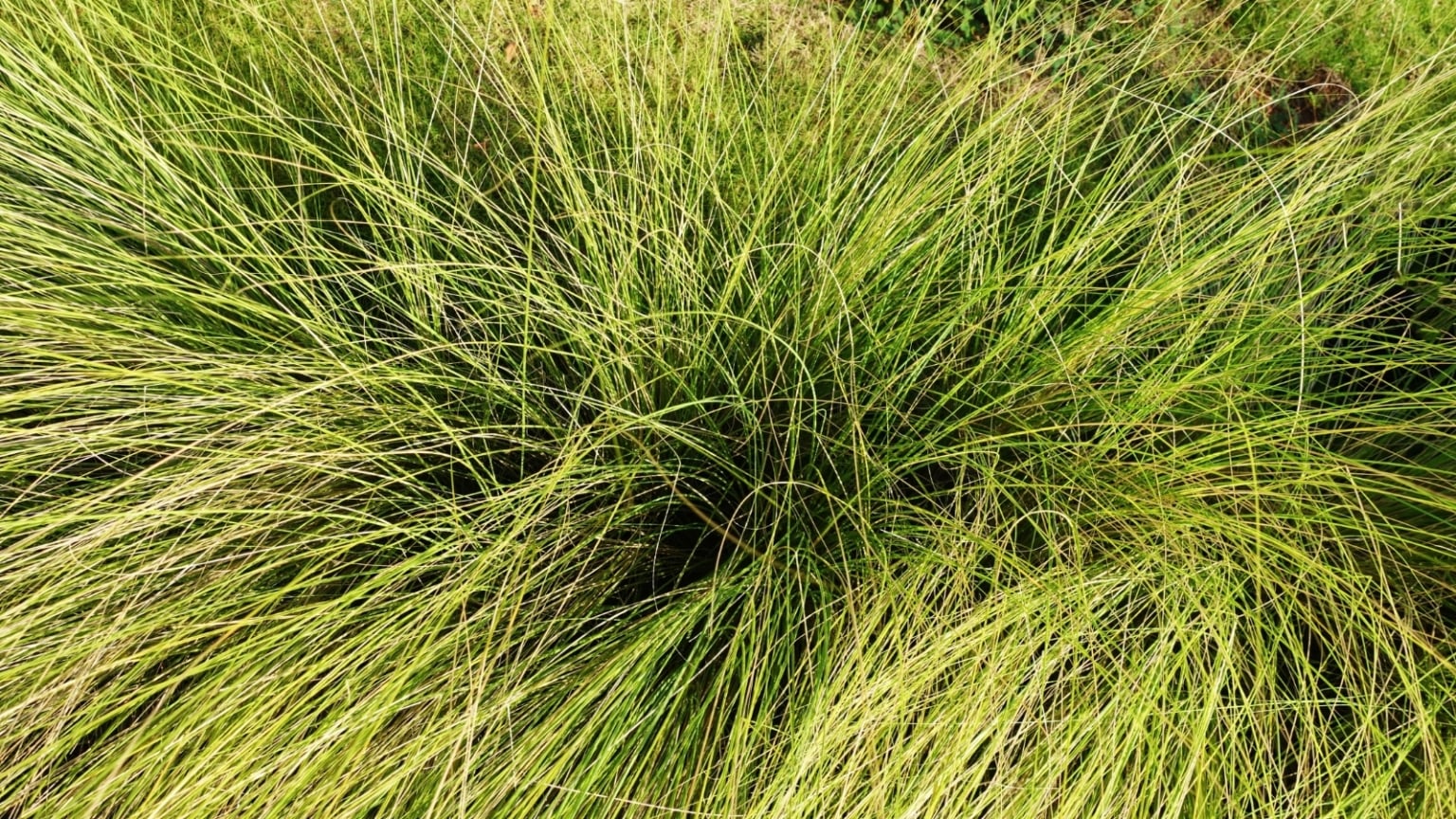 19 Sedge Varieties for Your Garden