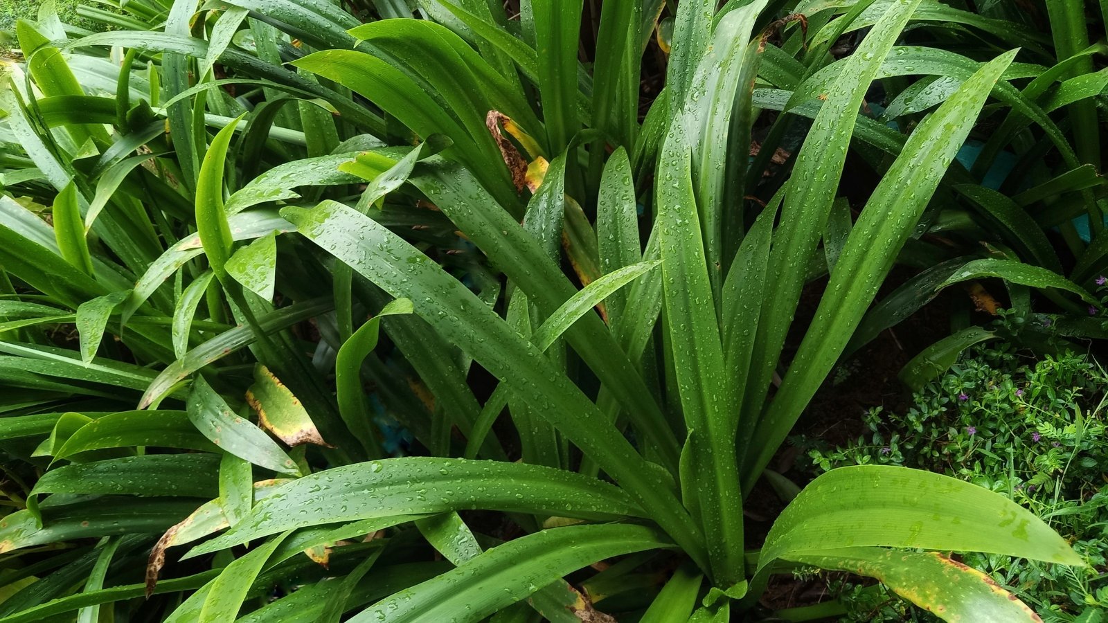 Carex plantaginea presents broad, ribbed leaves of dark green color, covered with raindrops.