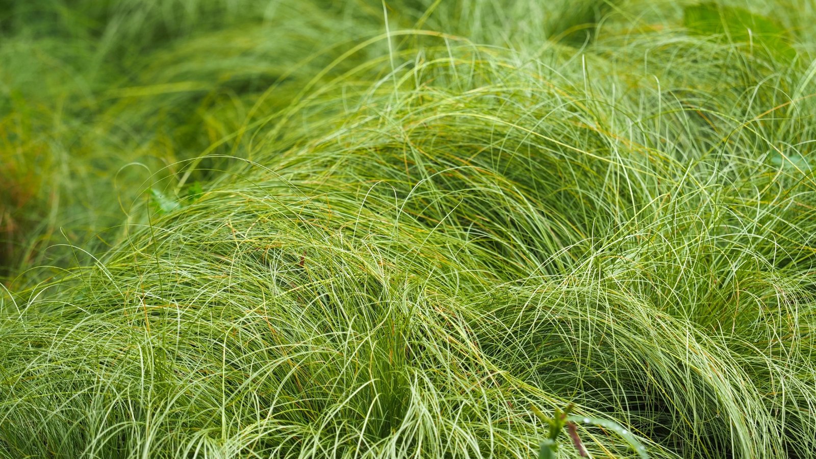 Carex praegracilis displays delicate stems, narrow grass-like leaves of bright green color.