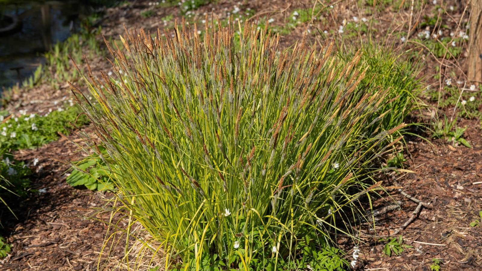 Carex stricta обладает tufted, erect stems, slender grass-like leaves, and inconspicuous brown flower spikes.