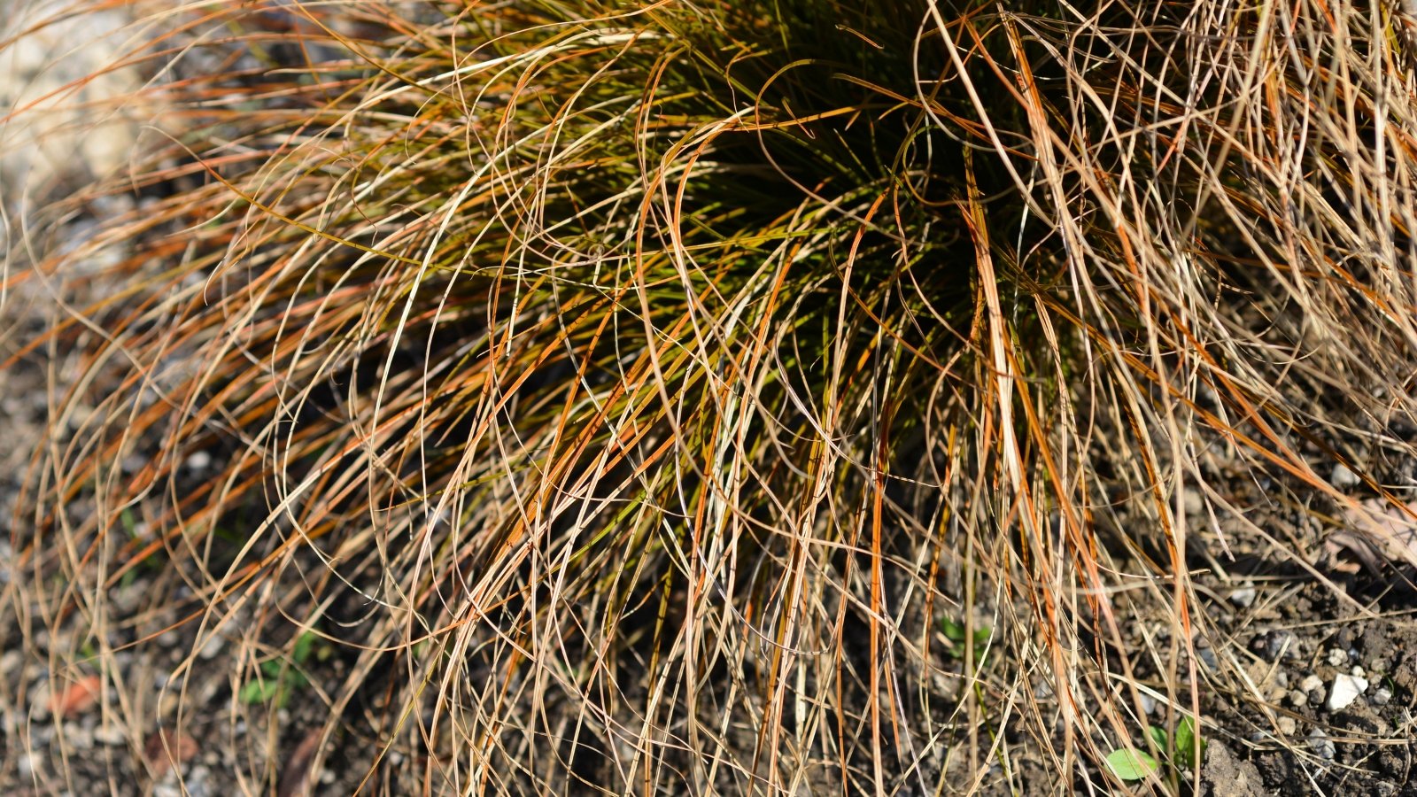 Carex testacea, known as Orange New Zealand Sedge, presents arching stems, and coppery-orange foliage.

