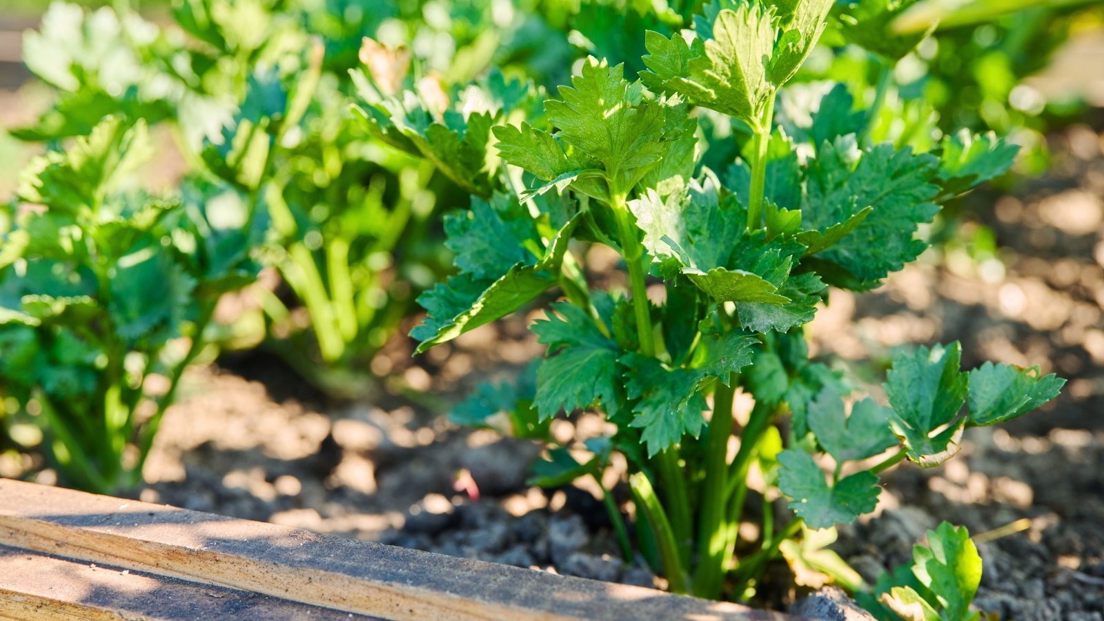 Celery plants are known for their crisp, ribbed stalks and dark green, smooth, glossy, and deeply lobed leaves, giving the plant a distinctive and lush appearance.