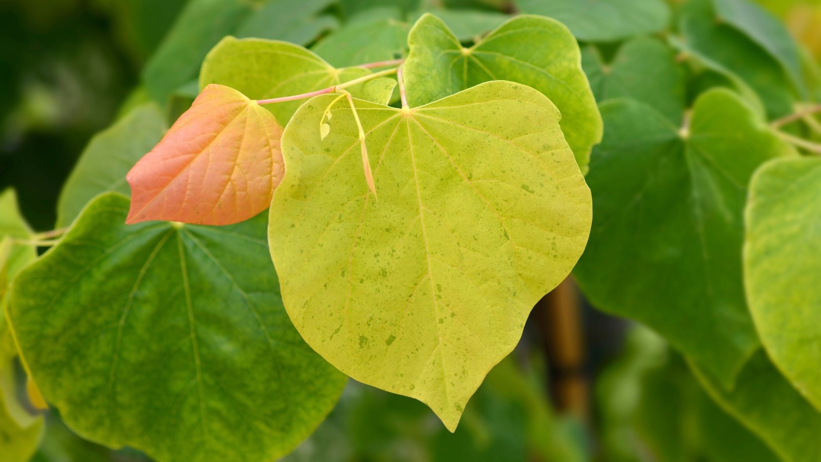 'The Rising Sun' Eastern redbud has heart-shaped leaves that emerge apricot-orange, transitioning to yellow-green, and finally maturing to green.