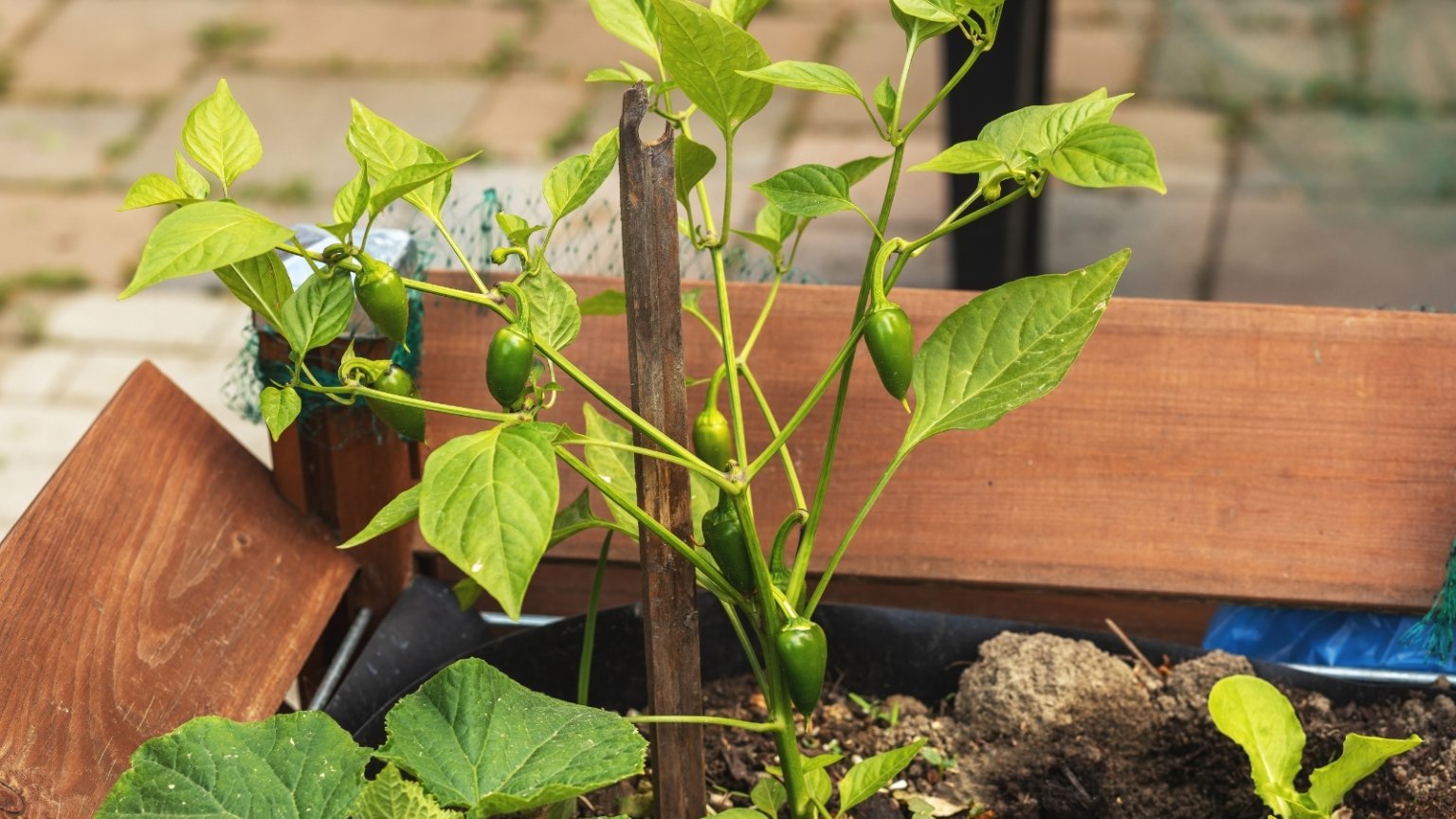 How to Grow Peppers in Raised Beds for an Abundant Harvest