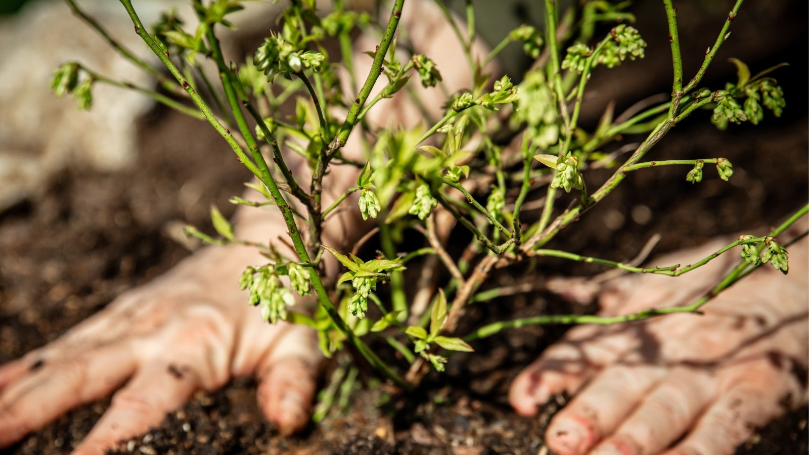 A close-up of hands gently planting a small blueberry plant in nutrient-rich soil, featuring delicate green leaves.