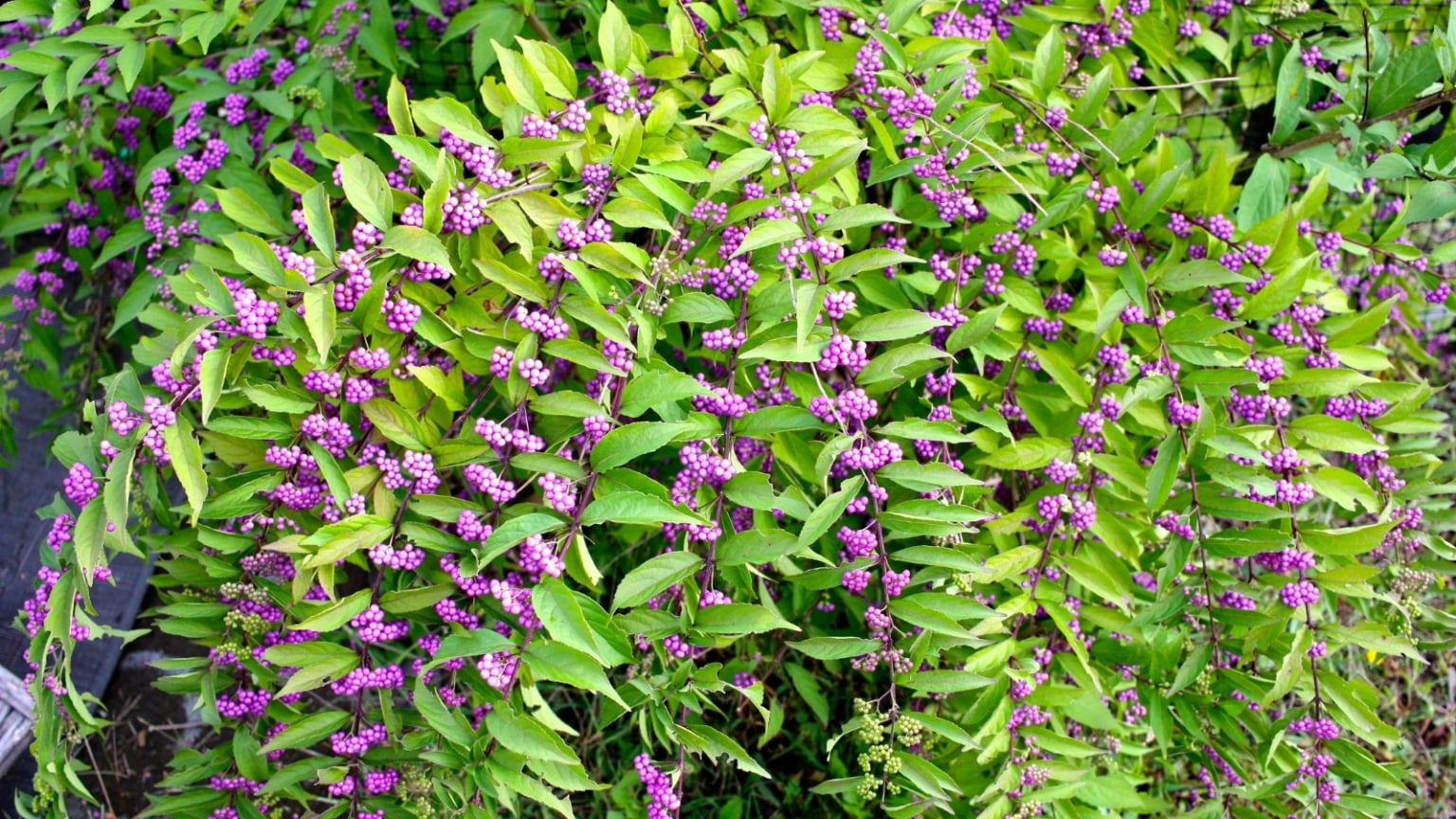 17 Best Shrubs for the Cut Flower Garden