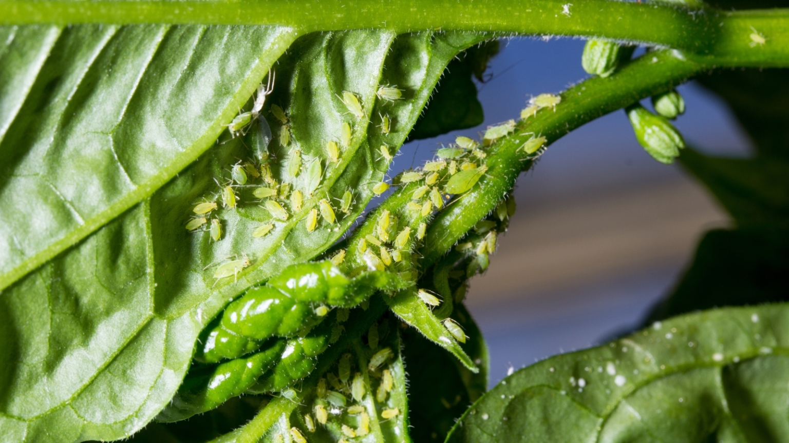 How to Plant, Grow, and Care for Anaheim Peppers