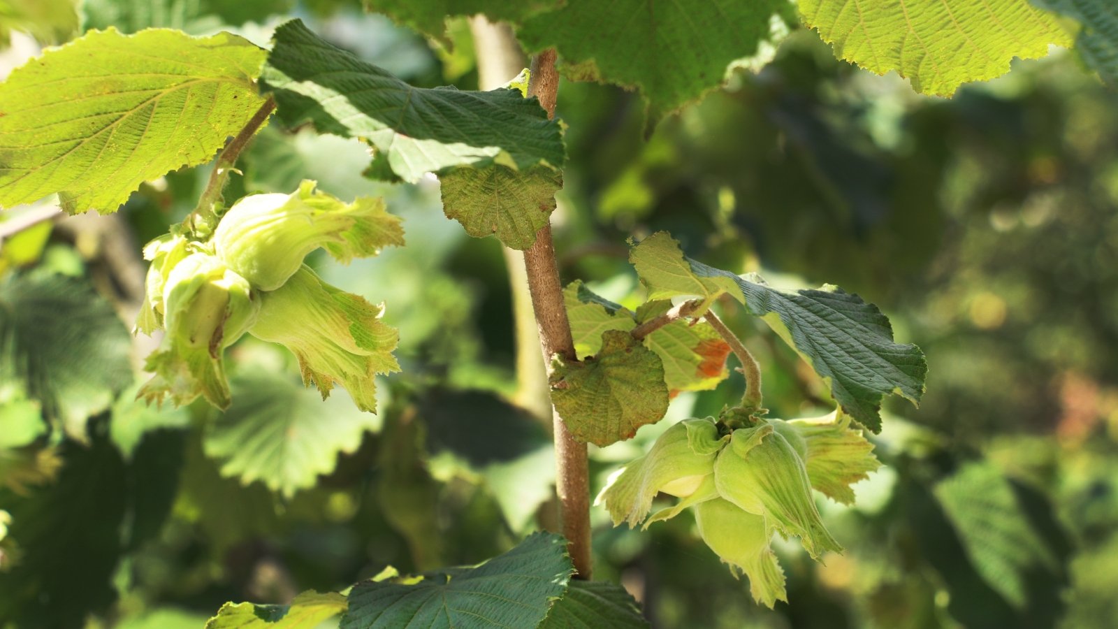 Corylus americana, or American hazelnut, features multi-stemmed shrub with rounded, serrated leaves, and small, hard-shelled nuts.