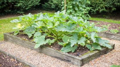 100 Common Vegetable Names to Learn in English visual data 7