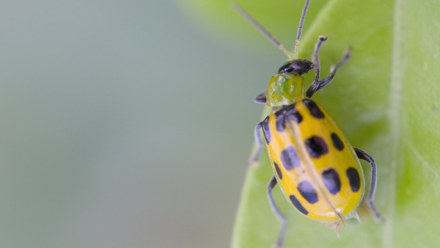How to Tell The Difference Between Native US and Asian Ladybugs