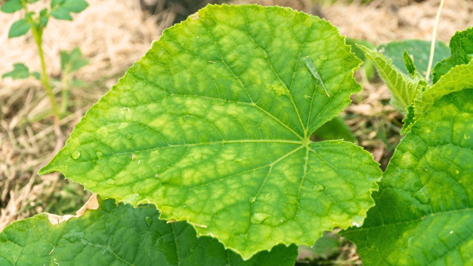 7 reasons why your cucumbers are turning yellow