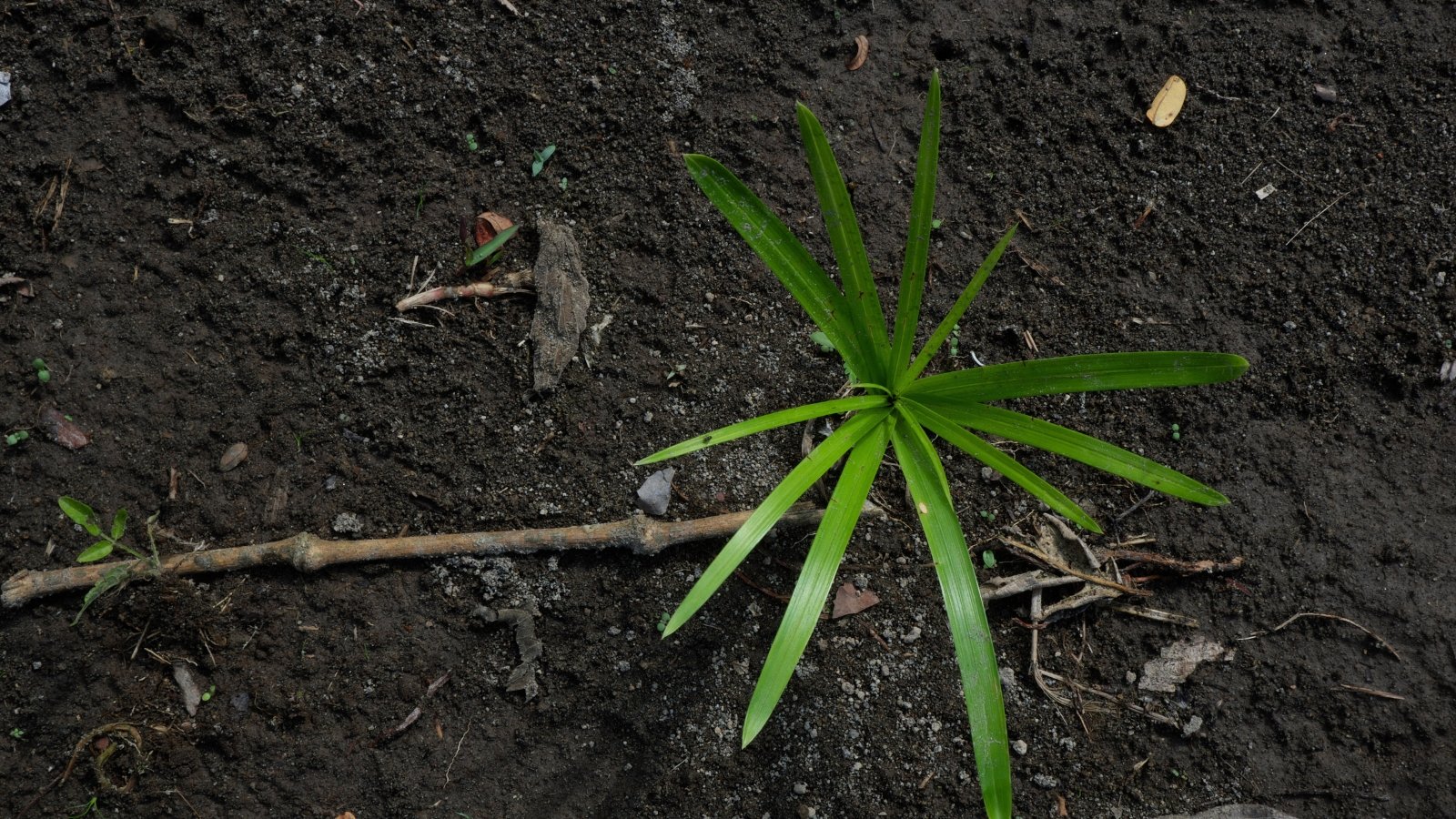 Close-up of a freshly planted Cyperus papyrus plant with umbrella-shaped thin green leaves in moist black soil in the garden.