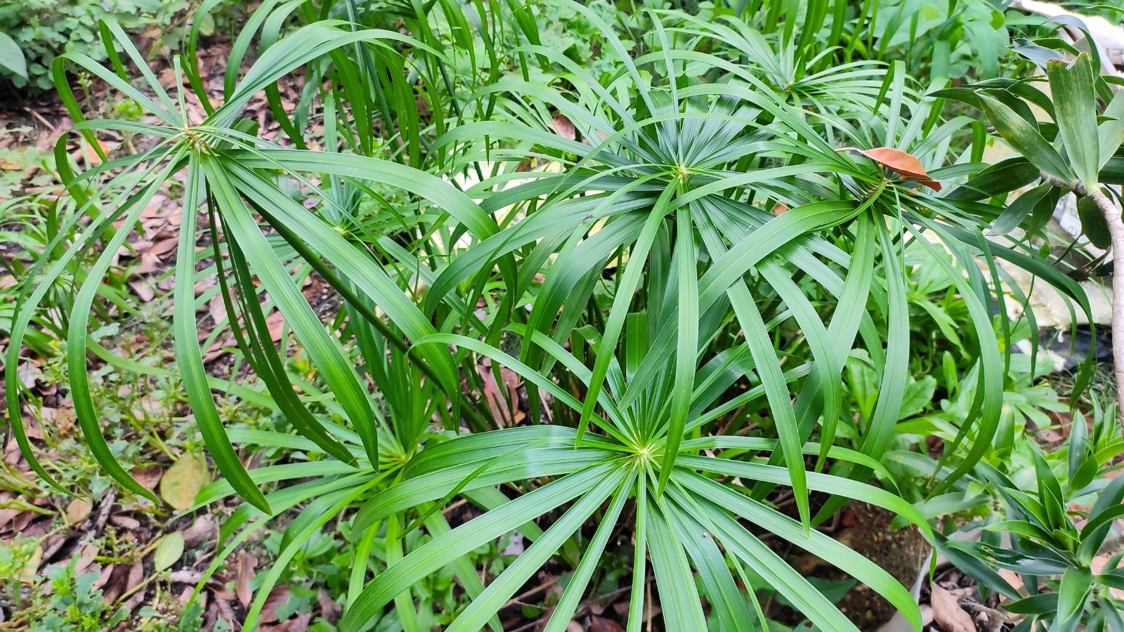 Cyperus alternifolius 'Baby Tut' displays compact, dark green stems with small, dense clusters of delicate green leaves.