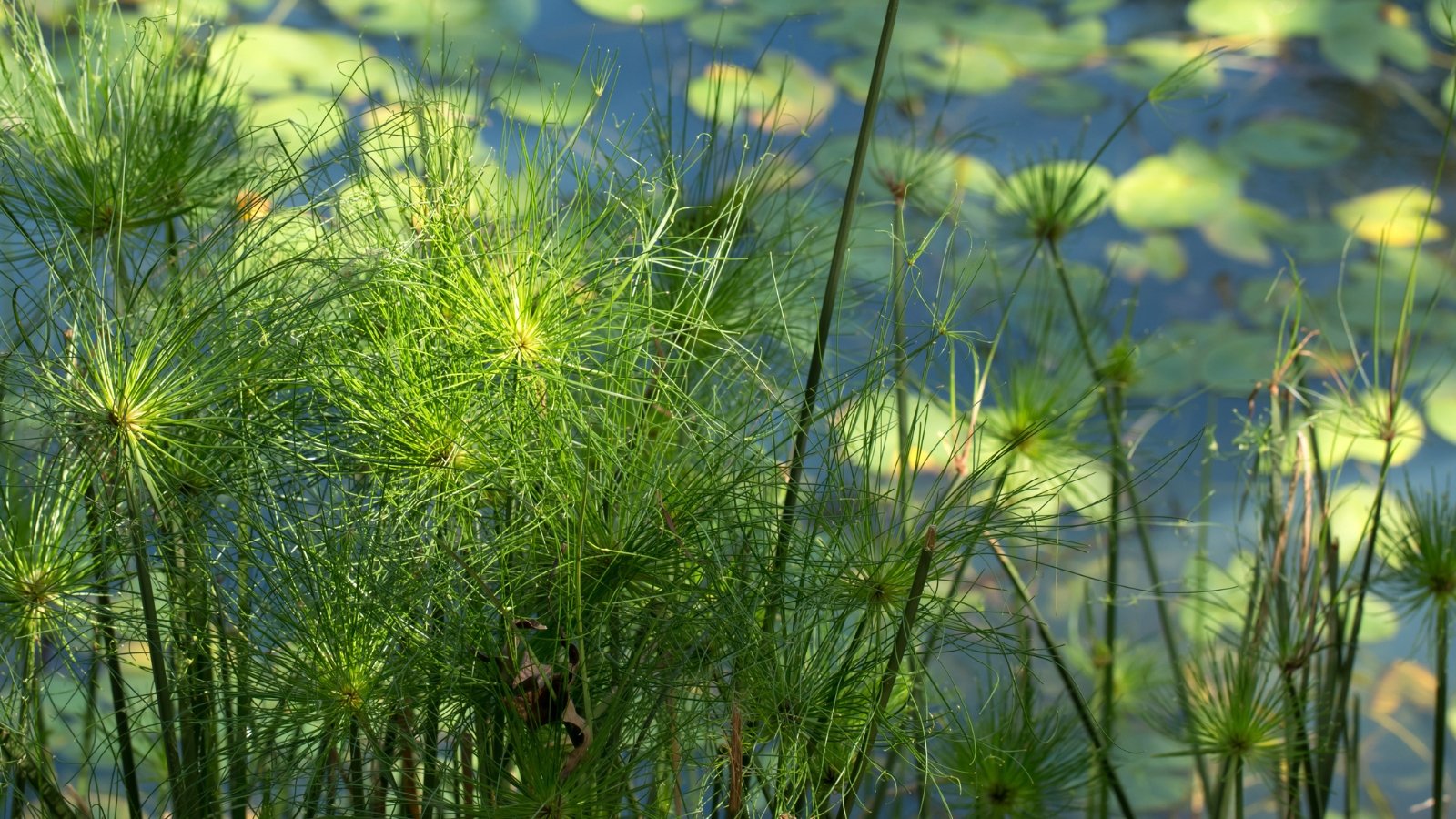 Cyperus papyrus 'King Tut' against the background of a pond with water lilies, displays tall, robust stems in dark green, adorned with cascading clusters of fine, thread-like green leaves.