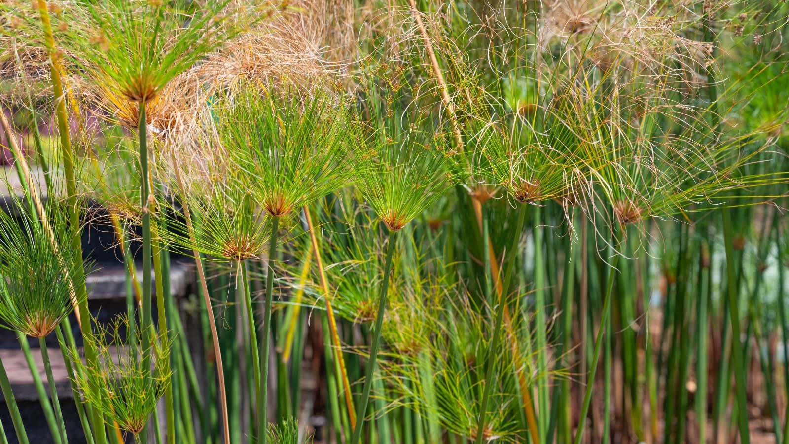 'King Tut' Cyperus papyrus has robust, dark green stems that support dense, feathery clusters of long, greenish-yellow leaves.