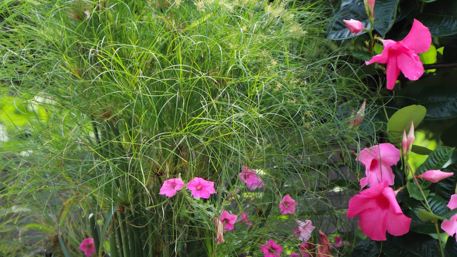 Cyperus papyrus 'Prince Tut' features slender, dark green stems topped with smaller, feathery tufts of greenish-yellow leaves.