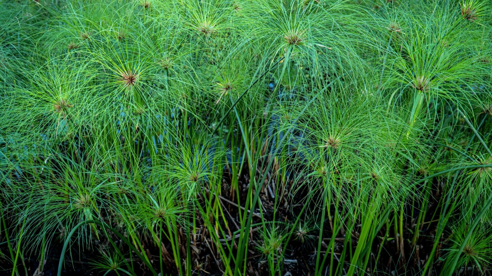 The stems of Cyperus papyrus 'King Tut' are tall and dark green, topped with cascading, feathery tufts of thin, green leaves.