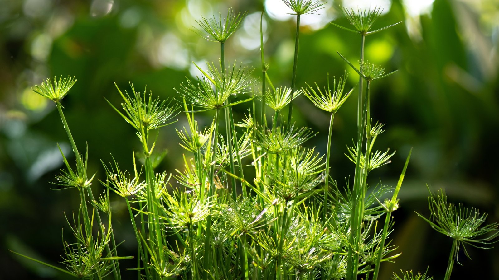 Cyperus prolifer 'Queen Tut' exhibits tall, dark green stems with dense clusters of thin, pendulous green leaves.