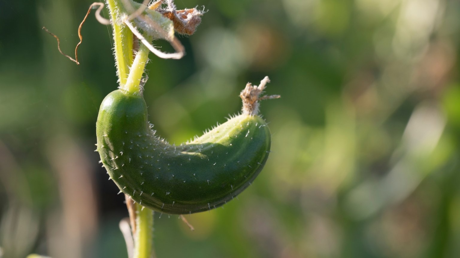 7 Reasons You Have Misshapen Cucumbers