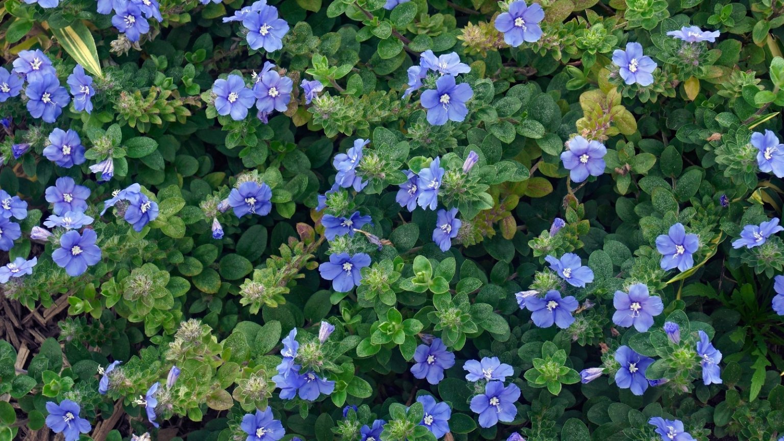 11 Hanging Basket Plants That Can Handle the Heat