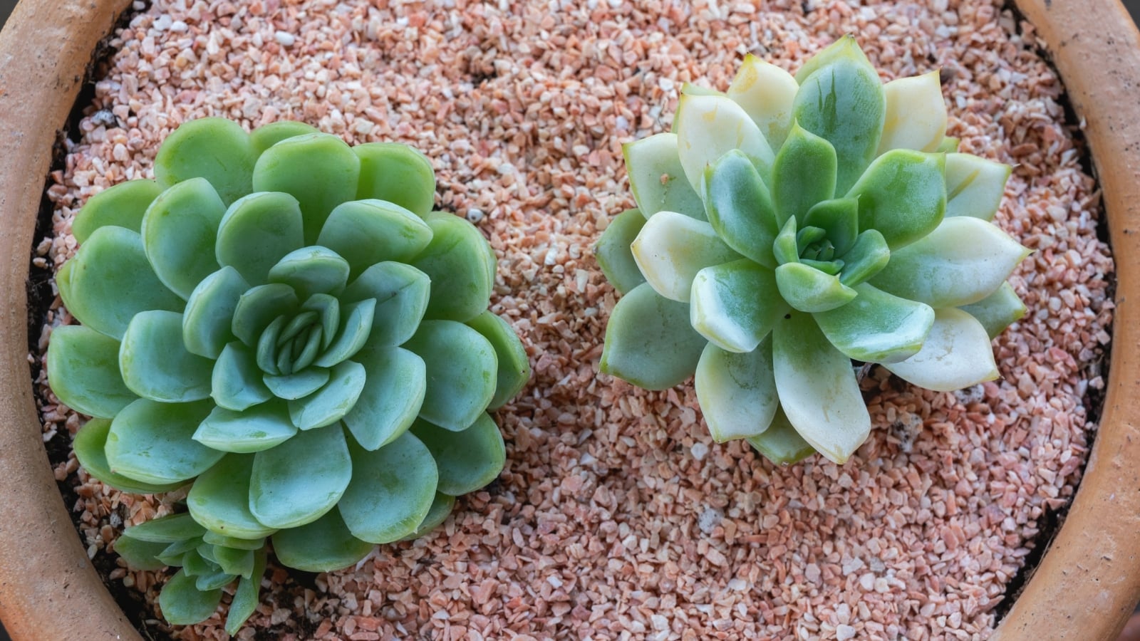 How to Plant, Grow, and Care for Echeveria Agavoides
