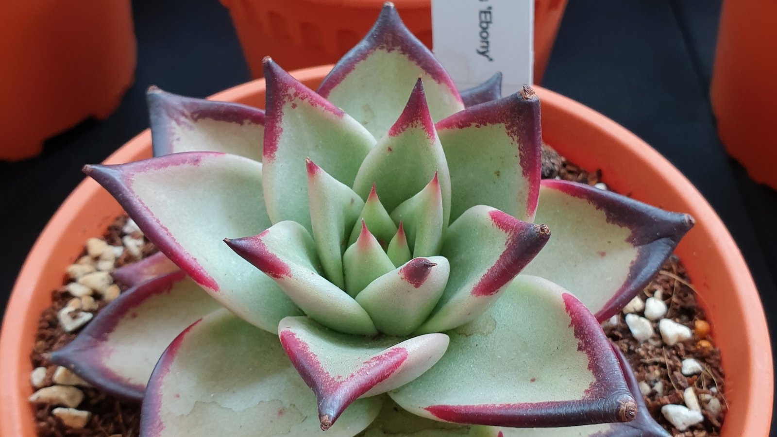 Close up of a light green succulent with thick, plump, pointed leaves with dark red, painted looking, tips.