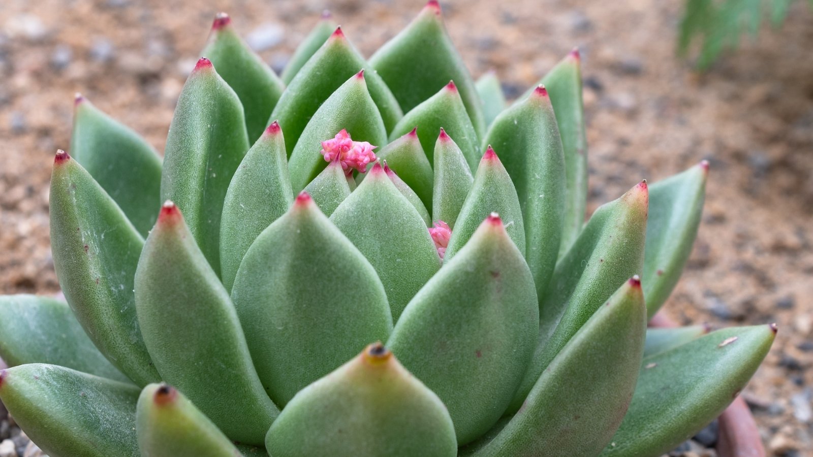 Close up of a light green succulent with thick, plump, pointed leaves with a red tip. One of the leaves has a bright pink flower blooming.