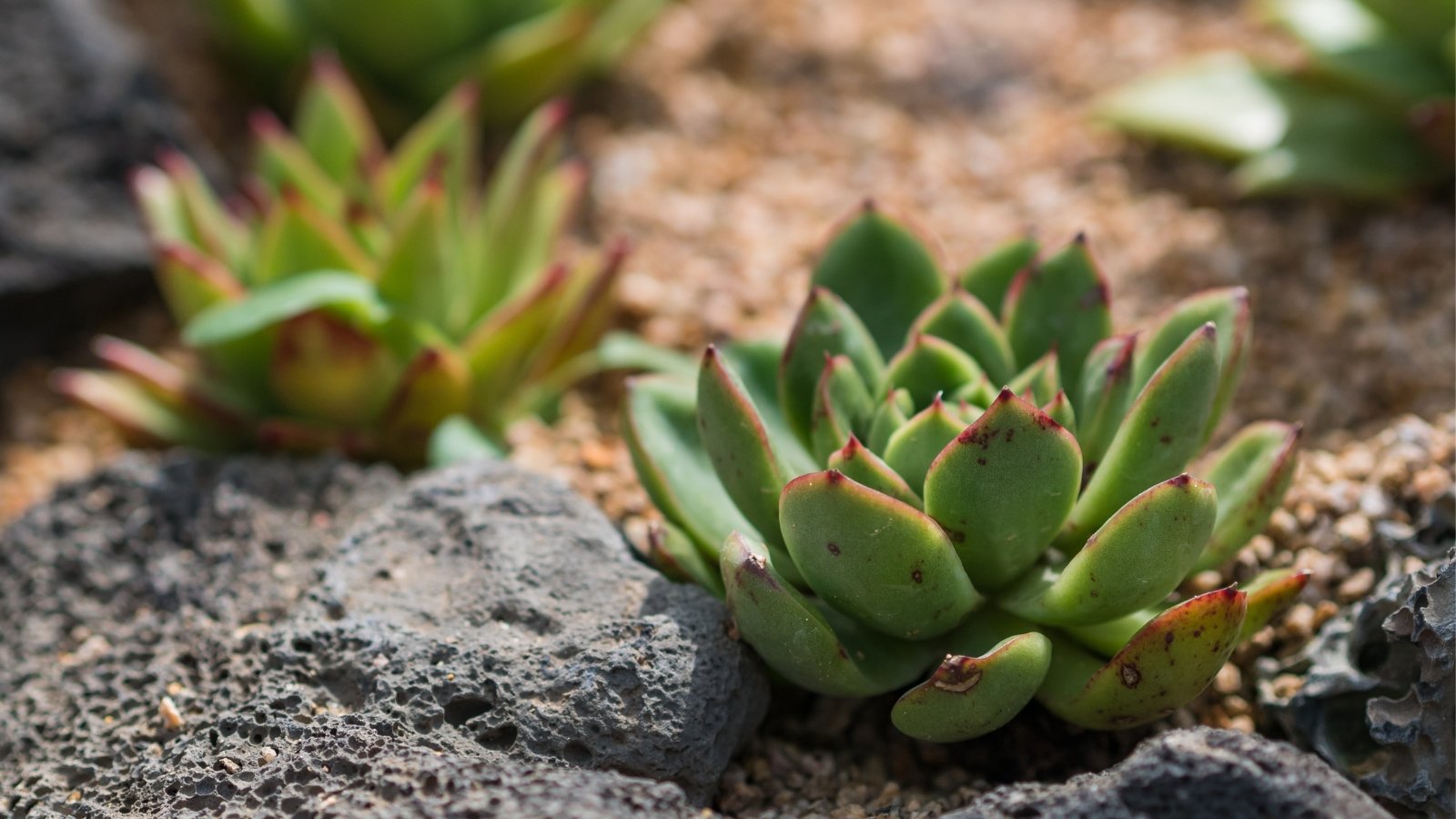 Close up of a light green succulent with thick, plump, pointed leaves with a red tip in a rocky garden bed.
