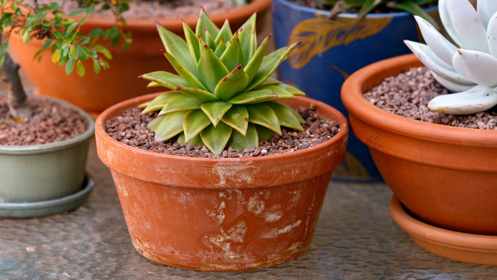 A light green succulent with thick, plump, pointed leaves with a red tip planted in a medium sized, terra-cotta planter, next to other potted succulents.