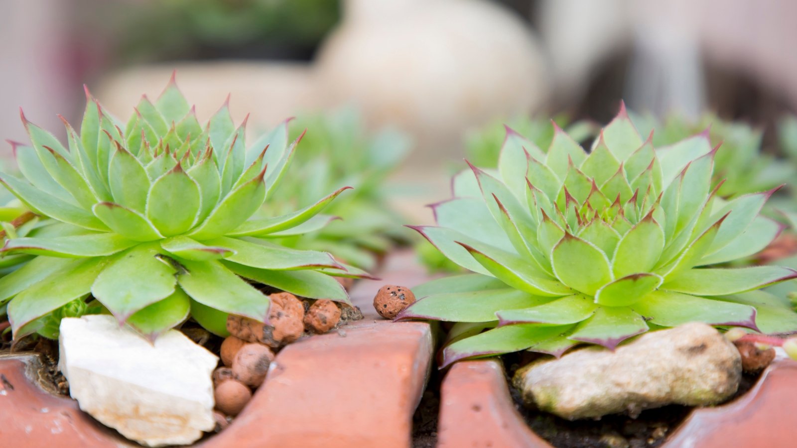 Close up of two, side by side plants that have light green, thick, plump, pointed leaves with a red tips.