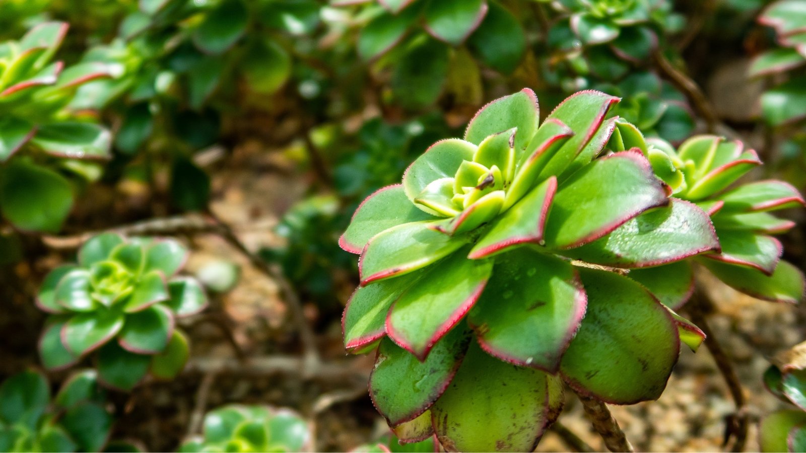 Close up of a green succulent with thick, plump, rounded leaves with and dark red, painted looking, tips.