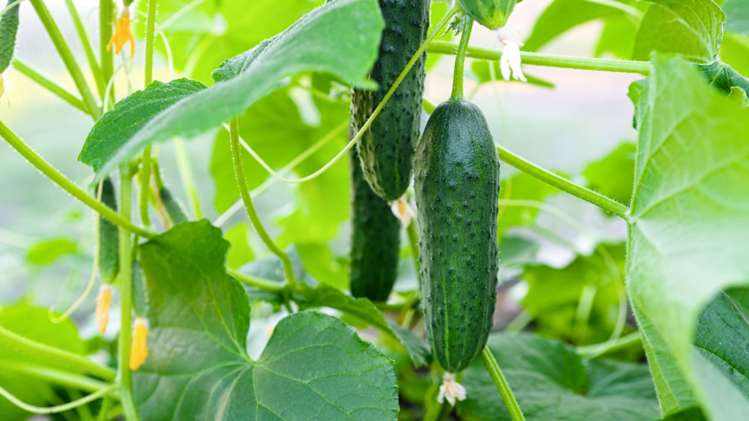 Best Cucumbers for Pickling