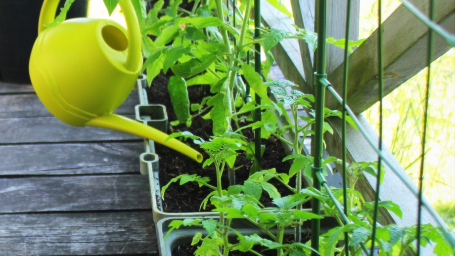 10 Things You Should Never Do When Growing Tomatoes in Containers