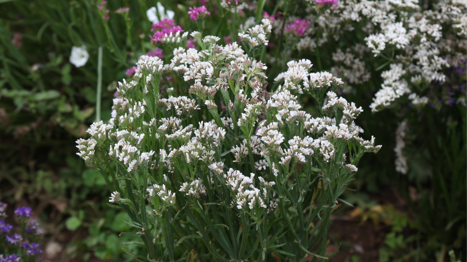 A statice plant displaying white flowers at its apex, surrounded by additional plants in the background.