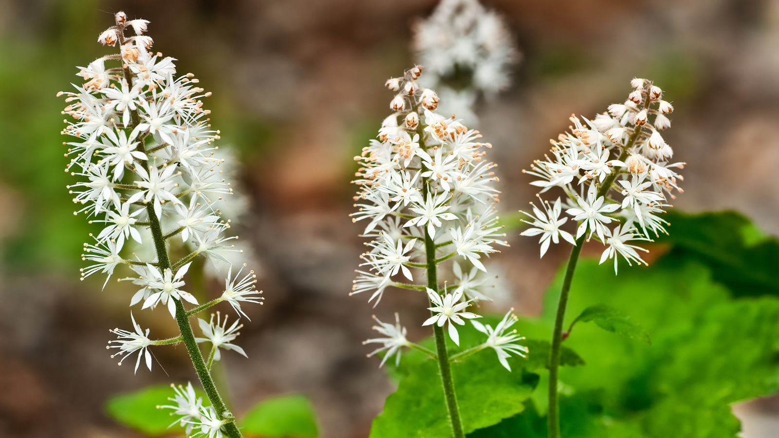 A close-up of a Tiarella plant showcasing clusters of white flowers against a backdrop of thin stems and vibrant green leaves.