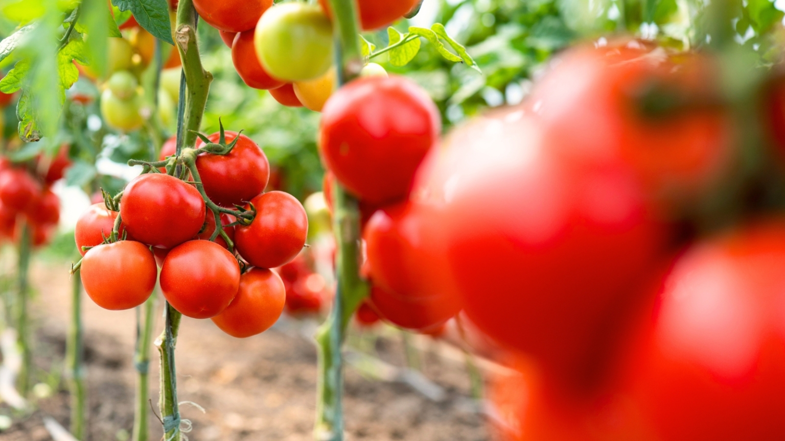 How to Plant, Grow, and Care for 'Celebrity' Tomatoes