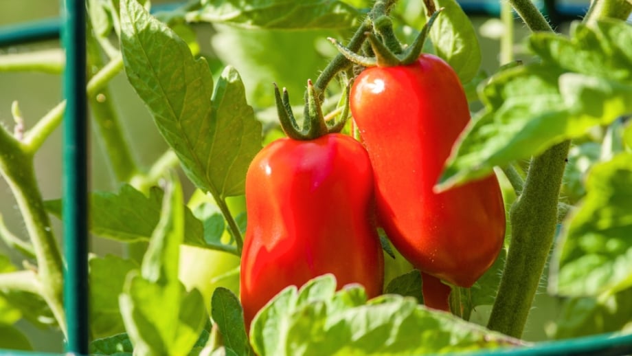 How to Plant, Grow, and Care for 'San Marzano' Tomatoes