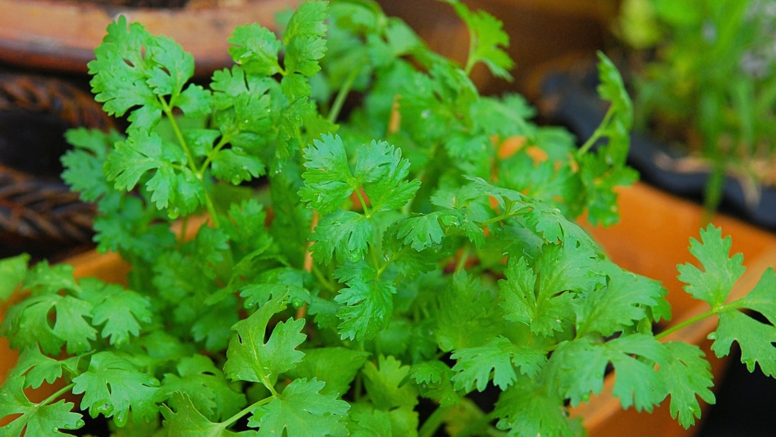 11 Best Herb Pairings to Grow Together in Pots or Containers