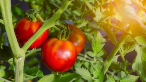 How to Plant, Grow, and Care for 'Celebrity' Tomatoes