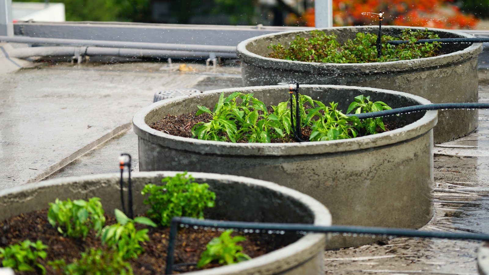 Rounded stone raised beds with growing vegetable plants such as peppers and tomatoes with installed drip irrigation system using soaker hoses.