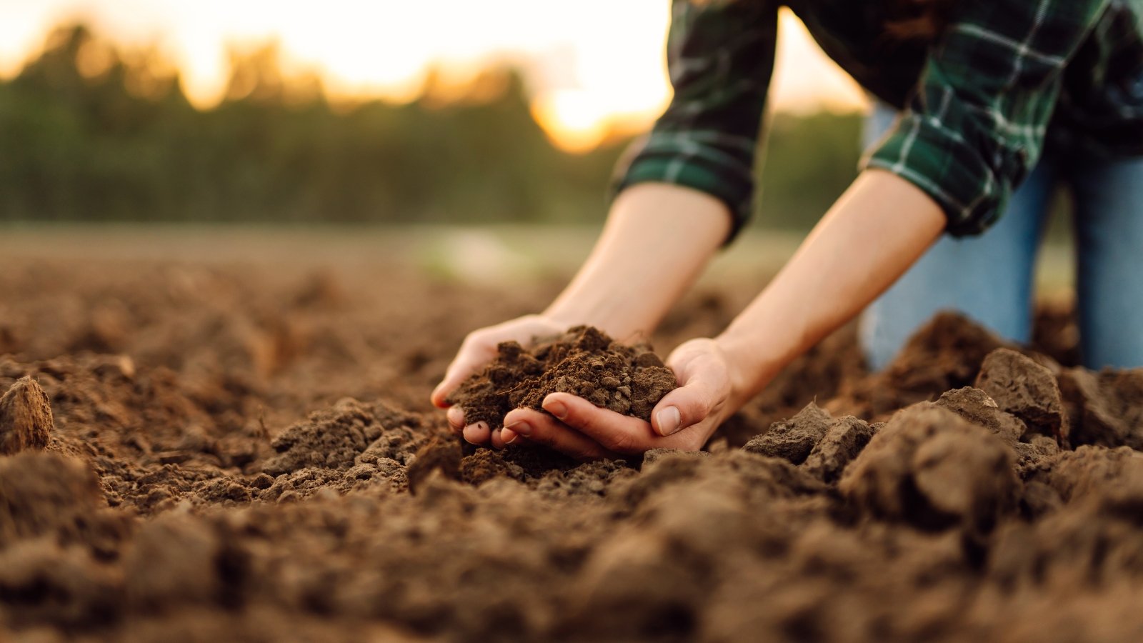 A woman gardener in jeans and a plaid shirt checks the soil in the garden, holding it in her hands.