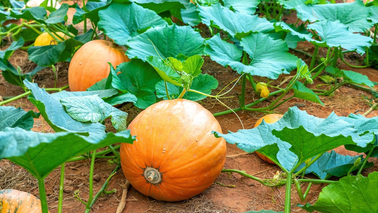 A garden bed with growing giant pumpkins that are massive in size, with deeply ribbed, orange skin.