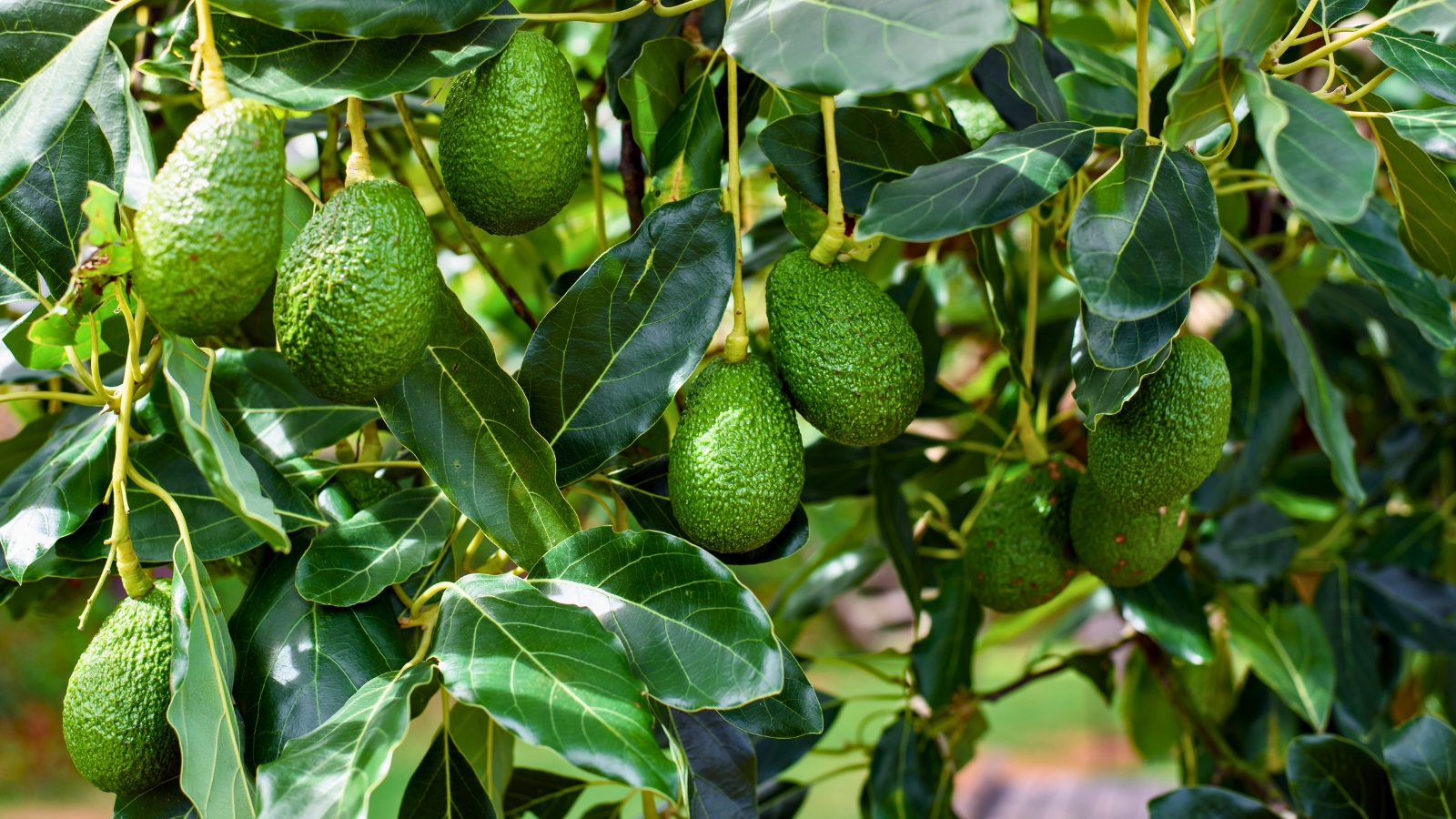 Fantastic Avocado Seeds – 3 Fresh Cold-Hardy Seeds – Easy To Grow