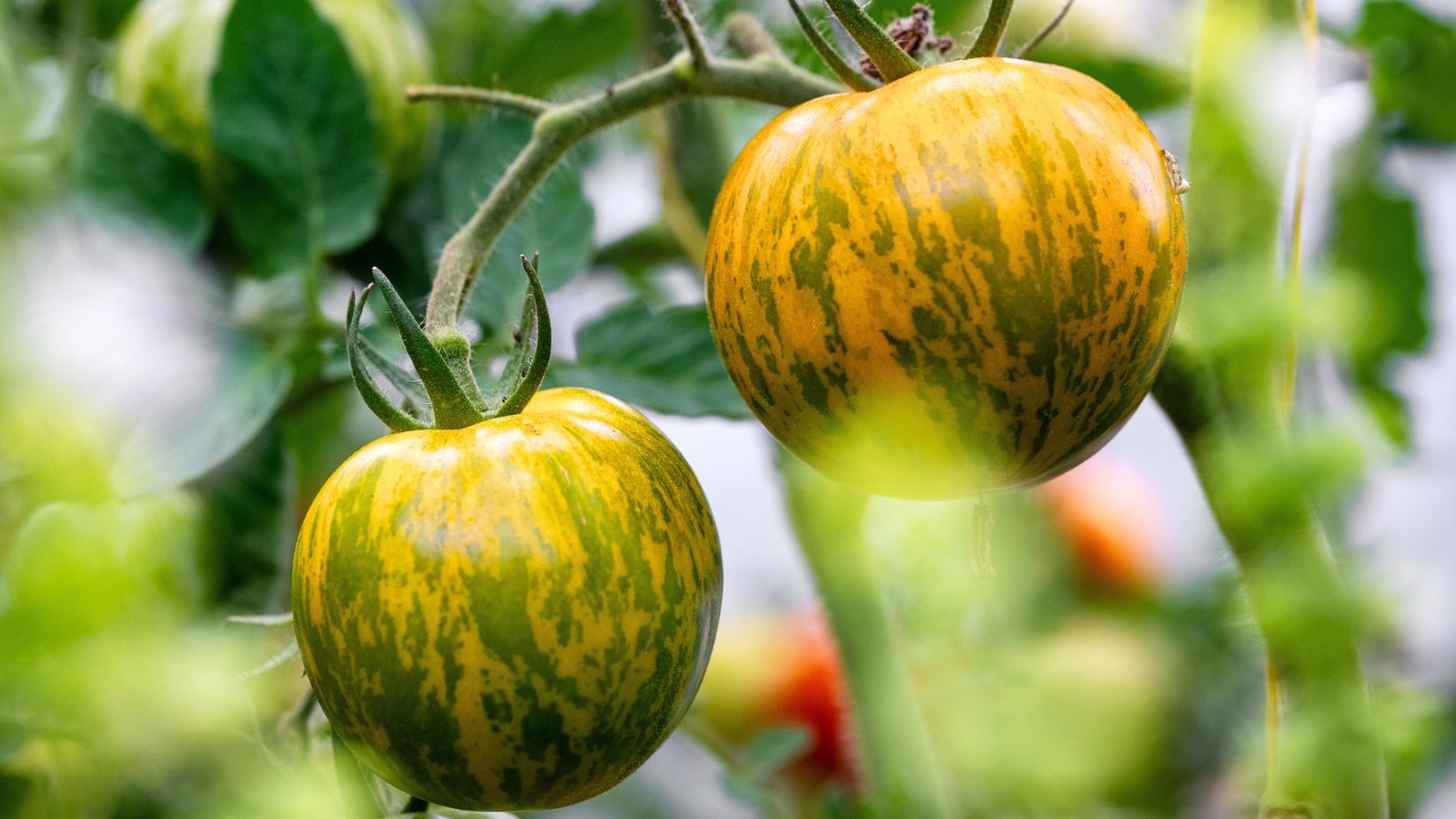 This tomato plant has vigorous, green stems, large, jagged leaves, and round fruits that display a distinctive green and yellow-striped pattern.